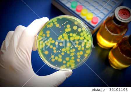 研究イメージ　微生物学　 緑膿菌 36101198