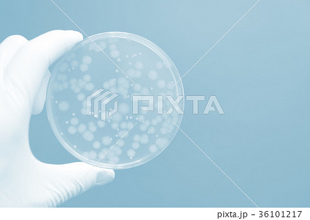 研究イメージ　微生物学　 緑膿菌 36101217