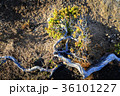 close-up of a plant that survives  36101227