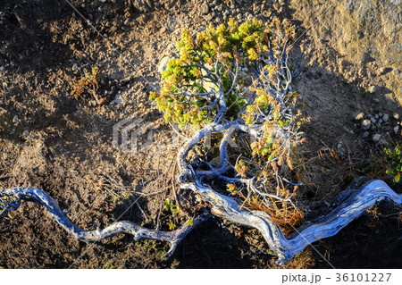 close-up of a plant that survives close-up of a plant that survives 36101227