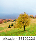 Picturesque autumn scenery in the mountains  36101228