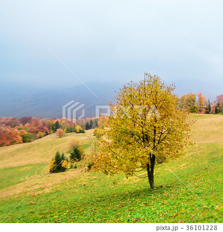 Picturesque autumn scenery in the mountains Picturesque autumn scenery in the mountains 36101228