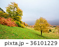 Picturesque autumn scenery in the mountains 36101229