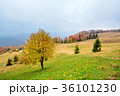 Picturesque autumn scenery in the mountains 36101230