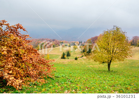 Picturesque autumn scenery in the mountains Picturesque autumn scenery in the mountains 36101231