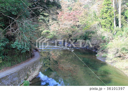 養老渓谷 36101397