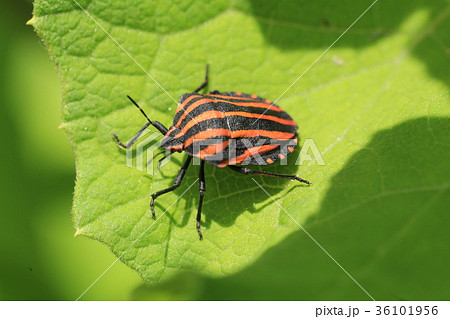 コンサドーレカメムシ 36101956
