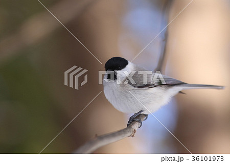 ハシブトガラ ハシブトガラ 36101973