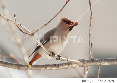 キレンジャク 36101979