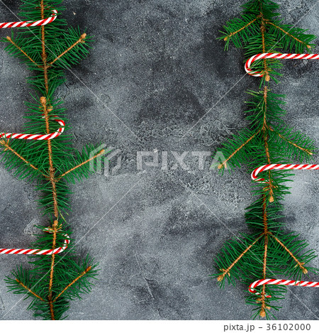 Border frame made of winter tree and candy cane Border frame made of winter tree and candy cane 36102000