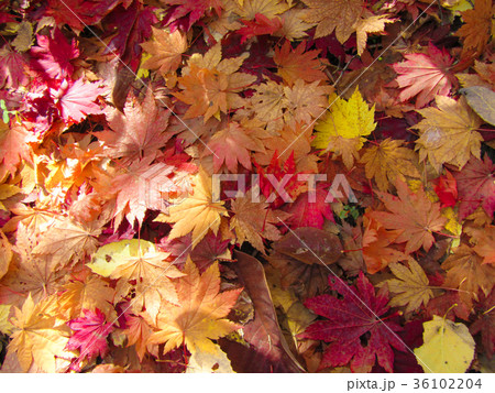 紅葉　落ち葉 36102204