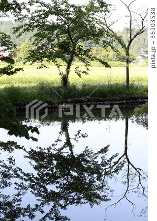 池に映る木 池に映る木 36103538