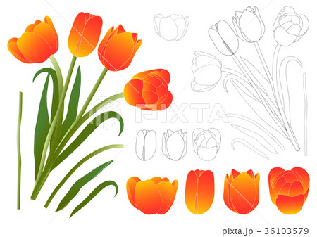 Orange Bouquet Tulip. Vector Illustration. 36103579