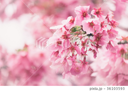 Sakura or cherry blossom flower full bloom in blue Sakura or cherry blossom flower full bloom in blue 36103593