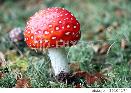 amanita muscaria mushroom close-up 36104174