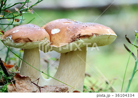 double cep mushroom grow closeup double cep mushroom grow closeup 36104334