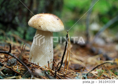 fresh boletus mushroom in rain fresh boletus mushroom in rain 36104339