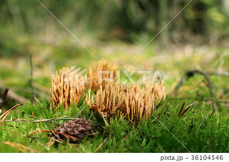 Mushroom Ramaria flava grow 36104546