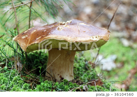 old cep mushroom grow in moss old cep mushroom grow in moss 36104560