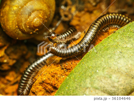 エコロジー エコ 生態 36104646