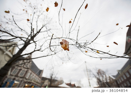 残り少ない枯れ葉 残り少ない枯れ葉 36104854