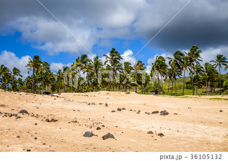 Palm trees on Anakena beach, easter island Palm trees on Anakena beach, easter island 36105132