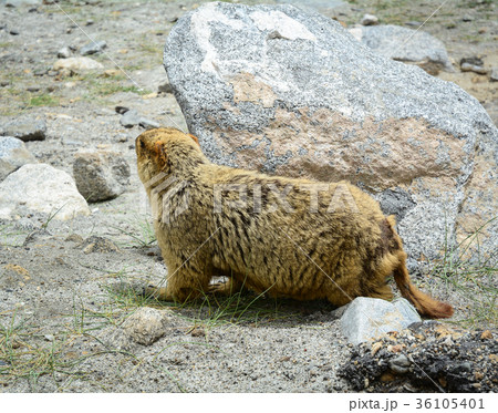 Mountain mole in Ladakh, Northern India Mountain mole in Ladakh, Northern India 36105401