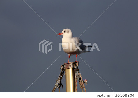 ユリカモメと空 36108804