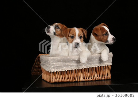 Dogs in basket. Close up. Black background Dogs in basket. Close up. Black background 36109085