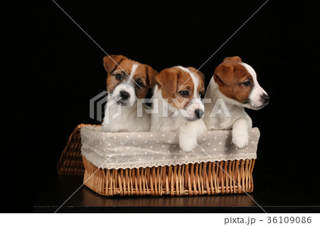 Puppies in basket. Close up. Black background Puppies in basket. Close up. Black background 36109086
