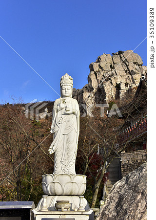 菩提庵 南海郡 古建築 36109389