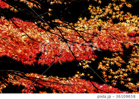 智異山 秋 木 36109658