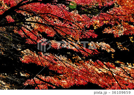 智異山 秋 木 36109659