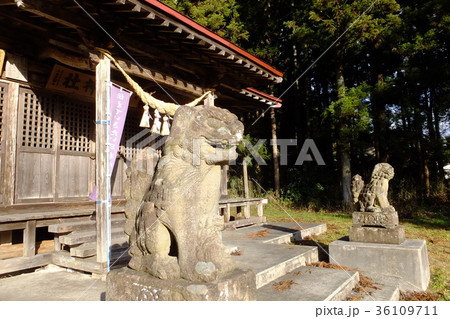 神社の前の狛犬 36109711