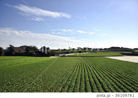 三浦だいこんの畑 三浦だいこんの畑 36109761