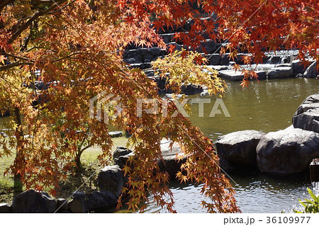 秋色の水景園 36109977