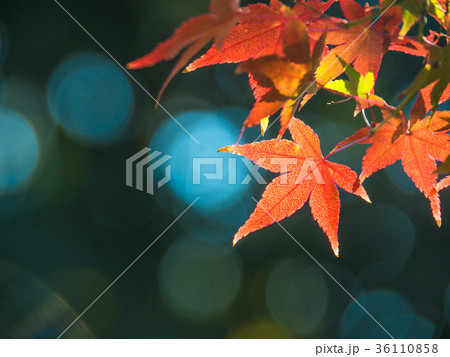 鮮やかな紅葉 36110858