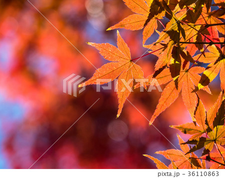 鮮やかな紅葉 鮮やかな紅葉 36110863