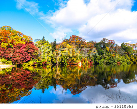 むろいけ園地の紅葉 むろいけ園地の紅葉 36110963