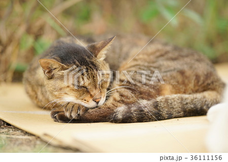 キジトラ猫 36111156