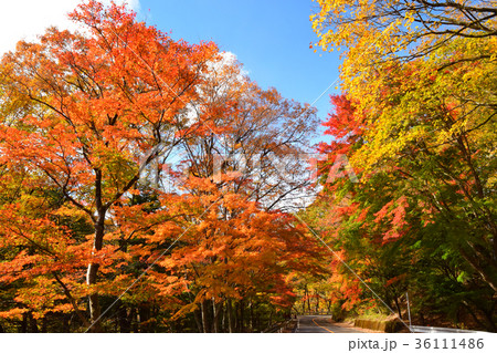 塩原大正浪漫街道の紅葉 36111486