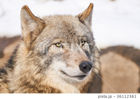 シンリンオオカミの顔の写真素材