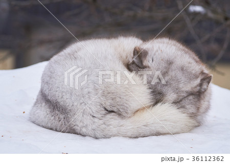 丸くなったホッキョクキツネの写真素材