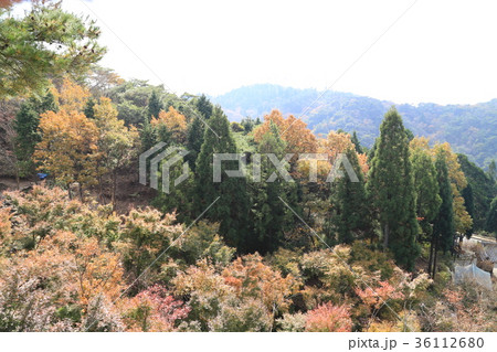 六甲山紅葉・黄葉 36112680