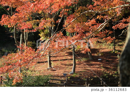 六甲山紅葉 六甲山紅葉 36112683