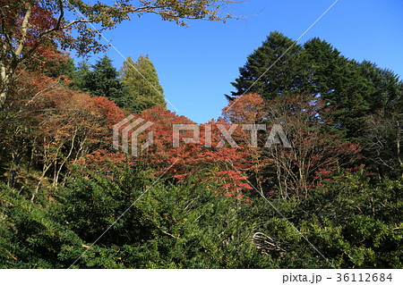 六甲山紅葉 六甲山紅葉 36112684