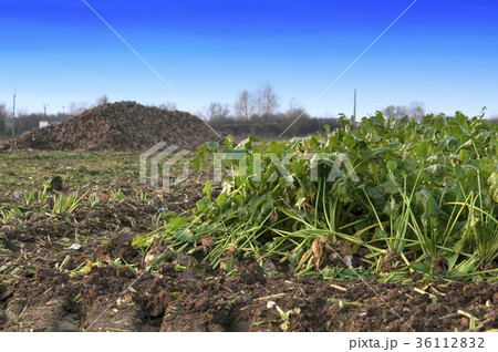 farmers harvest sugar beet farmers harvest sugar beet 36112832