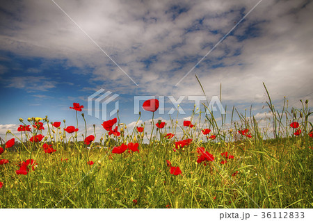 flower poppy flower poppy 36112833