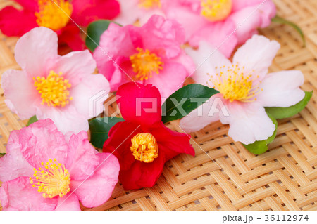 山茶花いろいろ 36112974