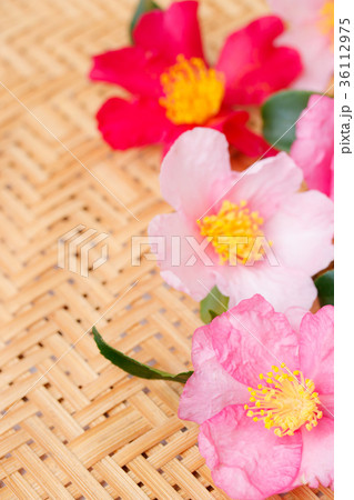 山茶花いろいろ 山茶花いろいろ 36112975